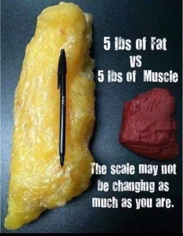 Fat vs muscle.jpg