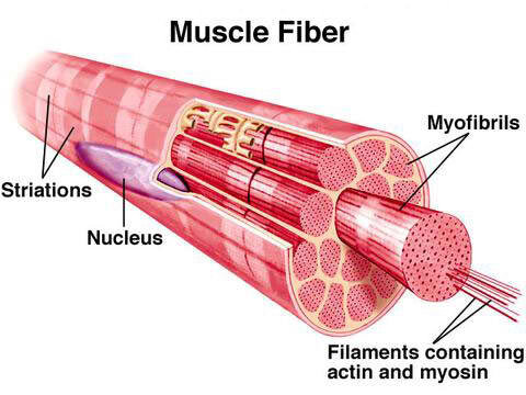 Muscle-fiber-2.jpg