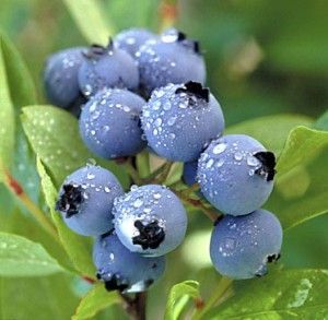 blueberries-300x293.jpg