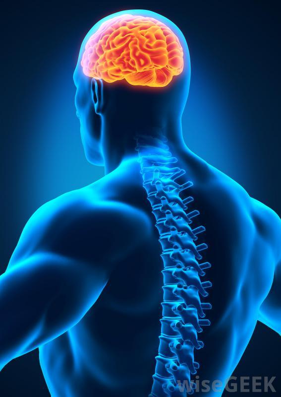 brain-highlighted-on-male-human-with-spinal-cord.jpg