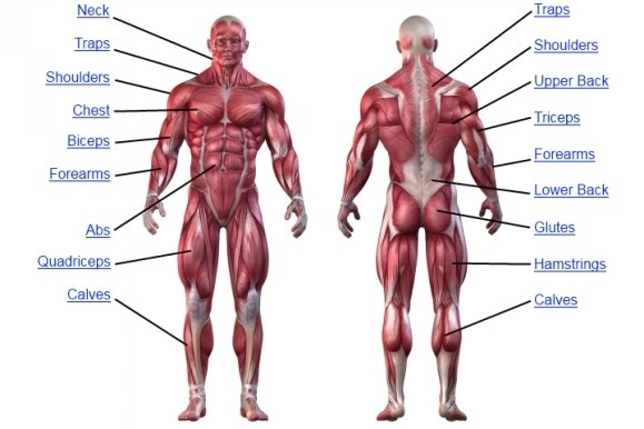 muscle-anatomy-chart.jpg